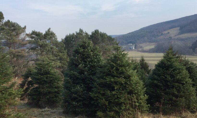 Get the 2024 Pure Catskills Holiday Gift Guide!