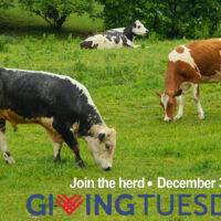 Join the Herd for Giving Tuesday 2024