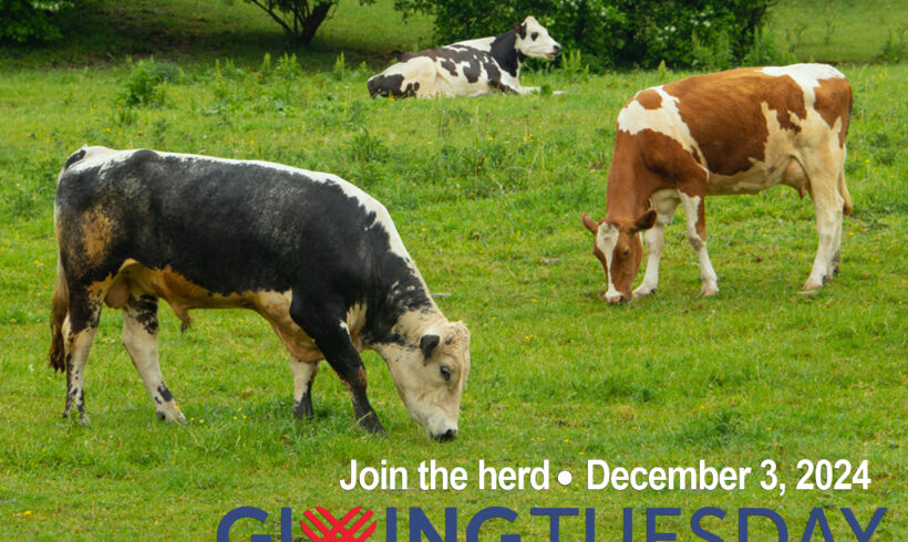 Join the Herd for Giving Tuesday 2024