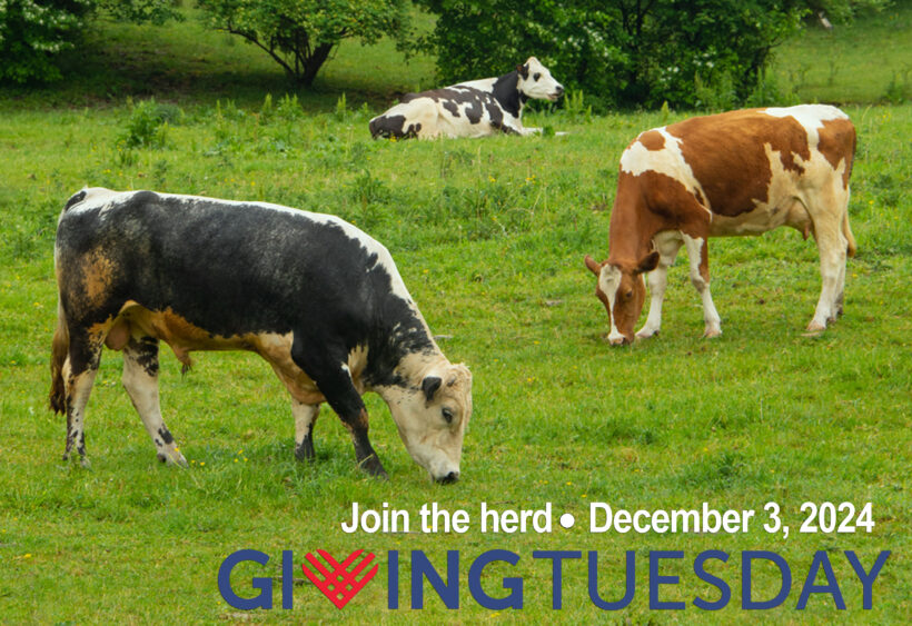 Join the Herd for Giving Tuesday 2024